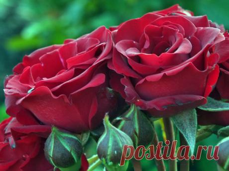 0_7d5ef_54db186d_XXXL.jpg (1280×960)