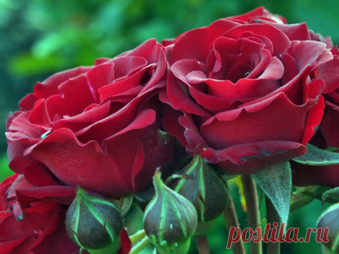 0_7d5ef_54db186d_XXXL.jpg (1280×960)