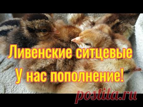Ливенские ситцевые. Пополнение в нашем хозяйстве. - YouTube
