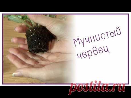 Мучнистый червец на фиалках - YouTube