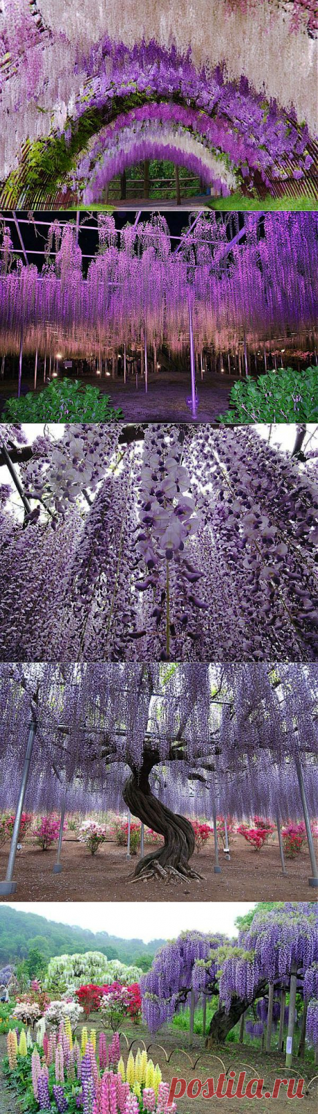 Сказочный сад Кавати Фудзи в Японии | Самоцветик