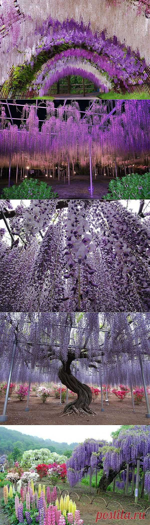 Сказочный сад Кавати Фудзи в Японии | Самоцветик