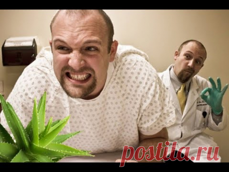 ★Алоэ для лечения ГЕМОРРОЯ.  Срежь 2–3 крупных листа, помести в эмалированную посуду и залей