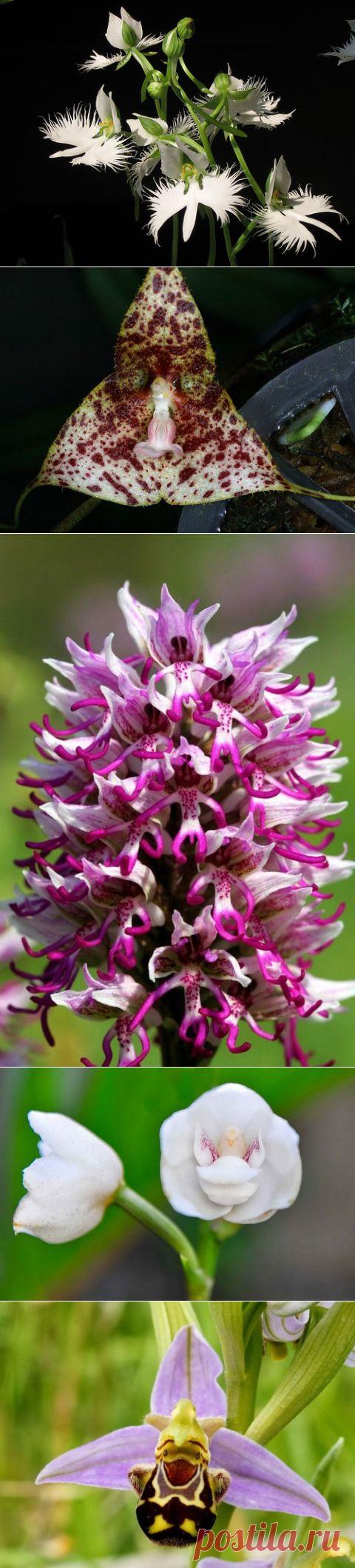 Забавные орхидеи!