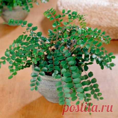 Комнатное растение Пеллея (Pellaea). Название рода, происходящее от латинского слова pellos - &quot;темный&quot;, намекает на темную окраску черешков листьев этой группы папоротников. В отличие от многих других папоротников пеллеи не нуждаются в опрыскивании. В культуре поддерживается пеллея копьевидная (P.hastata) с характерными треугольными сегментами листьев. У пеллеи круглолистной (P.hrotundifolia) эти сегменты имеют яйцевидную форму.