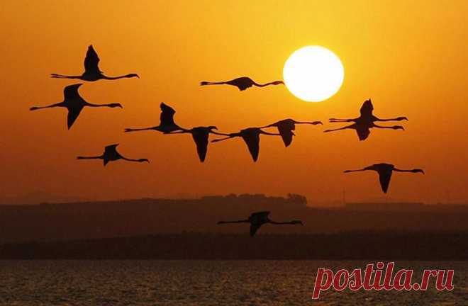 Flamingo flight at sunrise, Fuente de Piedra natural reserve, Malaga, Spain, photo by Jon Nazca - Pixdaus