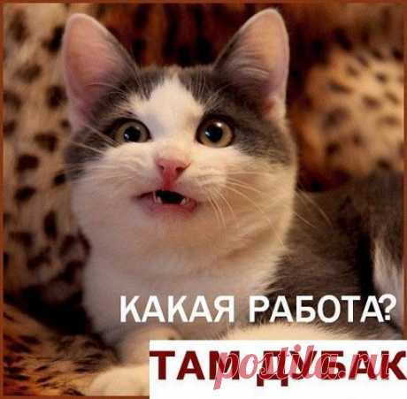 Без кота и жизнь не та ツ
