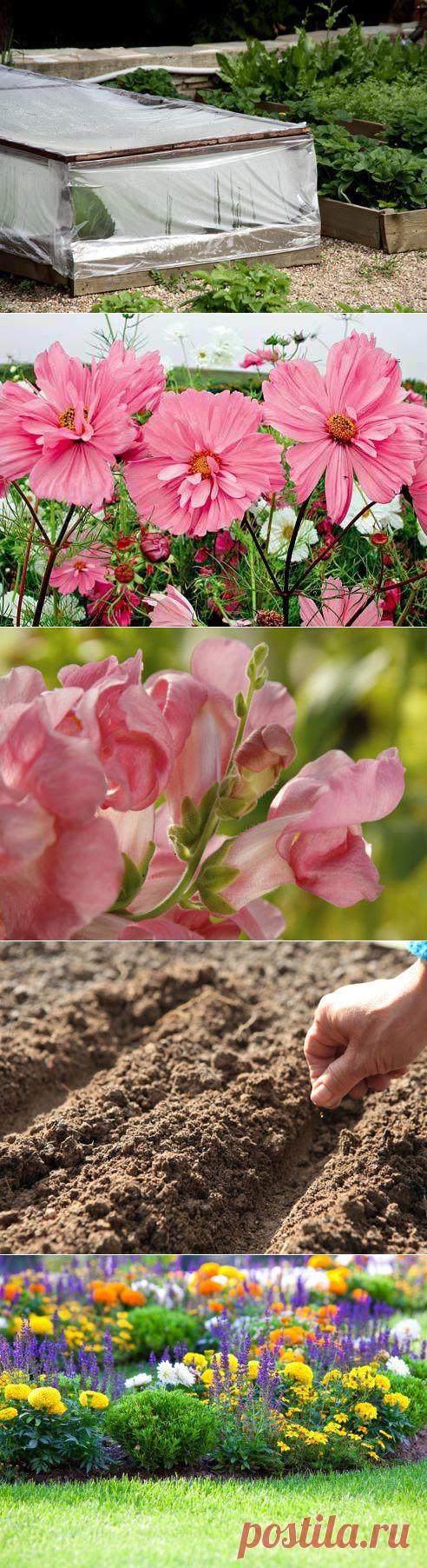 Однолетники: посев под зиму на Supersadovnik.ru