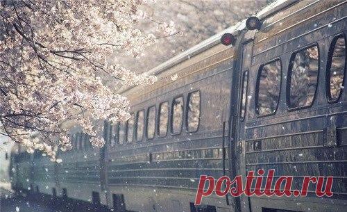 Цветение сакуры ...