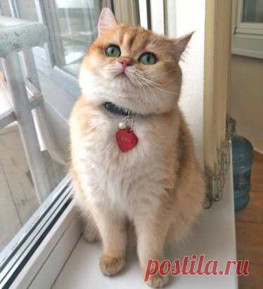 Рыжулькин