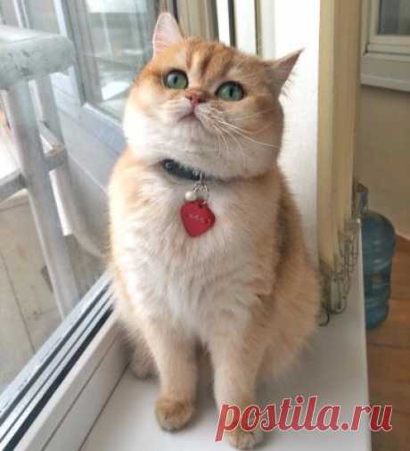 Рыжулькин