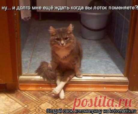 Она каждую ночь ложилась на краю, чтобы пришел волчок и откусил ненавистные бока! (веселые котоматрицы)