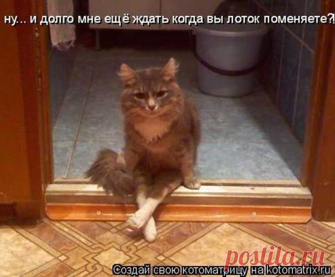 Она каждую ночь ложилась на краю, чтобы пришел волчок и откусил ненавистные бока! (веселые котоматрицы)