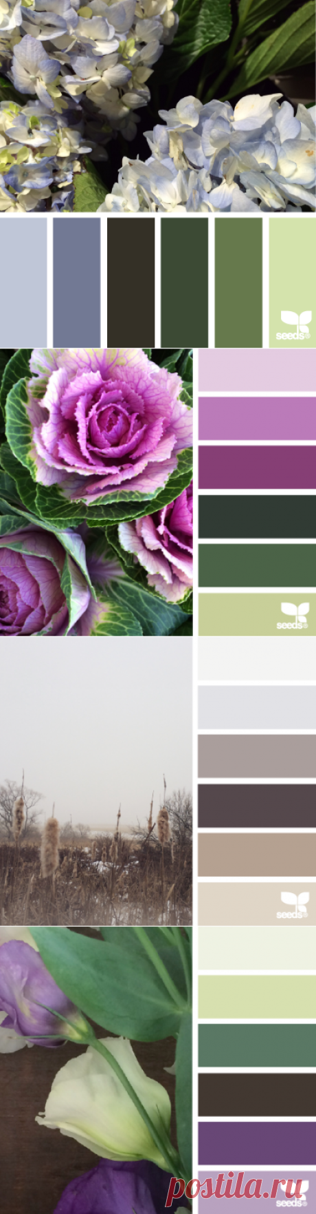 design seeds | for all who ♥ color