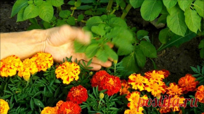 Бархатцы - сеем везде!