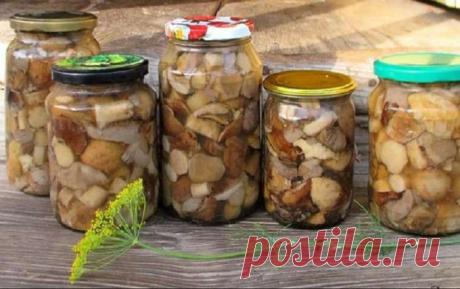 Проверенные рецепты засолки грибов | Консервируем сами