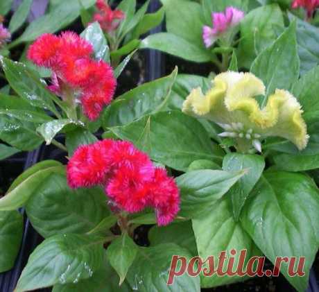 ЦВЕТОК ***ЦЕЛОЗИЯ*** Для Вас, дорогие!!!