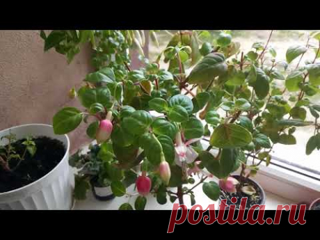 МОИ ФУКСИИ ! ЗИМОВКА НА ПОДОКОННИКЕ ! КАК СОХРАНЯЮ!!!!