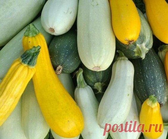 Лечо из кабачков. Закуска, которая нравится всем | Рецепты тёти АСИ | Яндекс Дзен