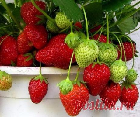 ПОДКОРМКА КЛУБНИКИ И БОРЬБА С ВРЕДИТЕЛЯМИ.
Два в одном - выгодный и эффективный вариант!

Моя подруга жалуется, что не успевает собирать ягоды - их так много. Утверждает, что секрет в этой подкормке. Может кого то заинтересует, попробуйте. 

Состав: 1 стакан золы залить 1-2 литрами кипятка, до остывания, 2гр. марганцовки, 2гр. борной кислоты (порошок), 1 ст. ложка йода.Золу процедить, все это на ведро воды.Сразу намешиваю в бочку и опрыскиваю ,до полного смачивания листвы....