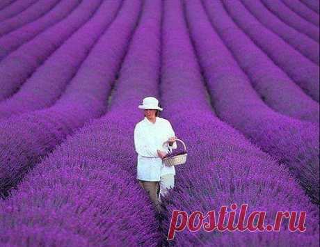 Лавандовые поля, Прованс, Франция