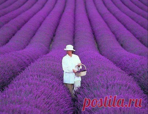 Лавандовые поля, Прованс, Франция