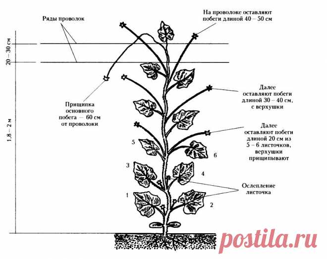 Нужно ли прищипывать огурцы и как это делать с видео