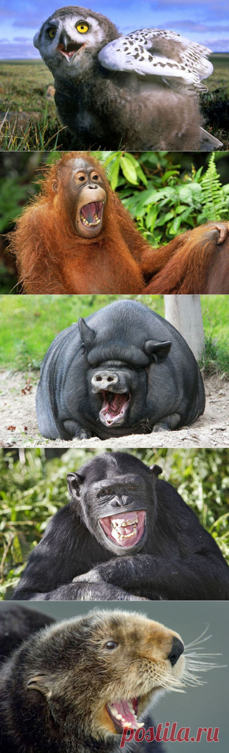 &amp;raquo; Смеющиеся животные Это интересно!