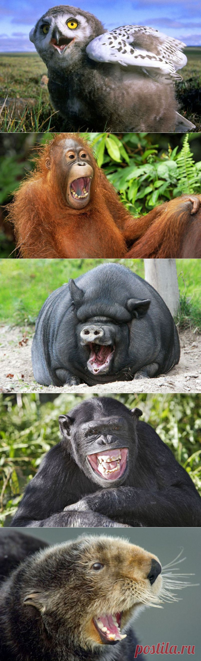 &raquo; Смеющиеся животные Это интересно!