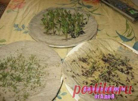 КАК У МЕНЯ ПРОРАСТАЮТ СЕМЕНА.
хочу поделиться с Вами своим методом проращавания семян. В данном случае цветов. Покупая цветы в пачках, мне много раз попадались пакетики в которых цветы не прорастают, как бы я ими не занималась. И вот в одном из журналов я нашла замечательный совет, которым пользуюсь уже третий год и он меня еще ни разу не подвел.
Значит так, купили Вы семена и боитесь что они могут не прорости, чтобы результат вас порадовал надо взять салфетку или же как я туалетную бумагу слож