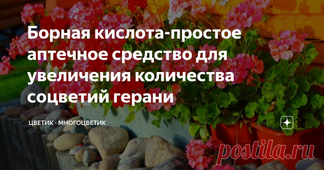 Борная кислота-простое аптечное средство для увеличения количества соцветий герани Достаточно модным комнатным растением, в последнее время, стала герань. Это неудивительно.
Фото из открытого источника Яндекс, без рекламных целей. В качестве примера
При правильном уходе, можно формировать широкие невысокие кустики, которые будут цвести большими соцветиями. Цвет соцветий может быть белым, розовым, красным и даже фиолетовым.
Любители красивых цветов постоянно изыскивают новые удоб