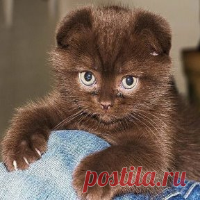 Котятки - шоколадки !!