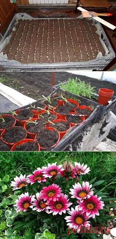 Выращивание газании из семян для начинающих | Мое подворье
