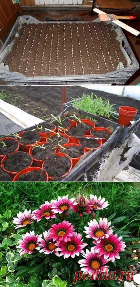 Выращивание газании из семян для начинающих | Мое подворье
