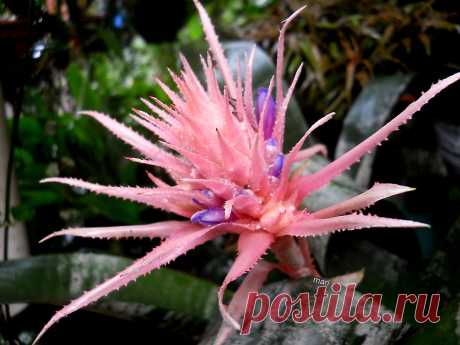 Persevera y ... florecerá! Esta es una Aechmea fasciata o  Piñuela o Billbergia…de la familia de las bromeliáceaes, que comprende  19 especies, litófitas o epífitas,   nativas de las selvas  de Brasil. Los  viveristas importan y cultivan esta especie  y cuando aparece su inflorescencia rosada la ponen a la venta con su consabido "buen precio". Se la compré a un comerciante por “ migajas “ … me advirtió que  debería conformarme con la belleza de la planta ya que no florecer...
