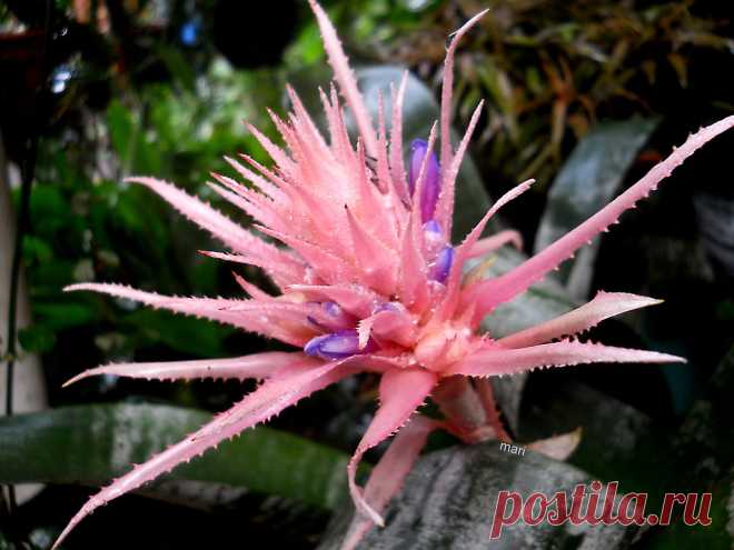 Persevera y ... florecerá! Esta es una Aechmea fasciata o  Piñuela o Billbergia…de la familia de las bromeliáceaes, que comprende  19 especies, litófitas o epífitas,   nativas de las selvas  de Brasil. Los  viveristas importan y cultivan esta especie  y cuando aparece su inflorescencia rosada la ponen a la venta con su consabido 