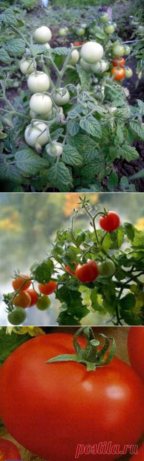 Томаты: подбираем сорта и выращиваем рассаду / Огород / 7dach.ru