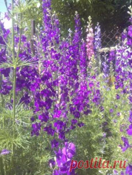 Декоративное однолетнее растение, имеющее высоту от 30 см до 1 м. Высокий куст-красавец, который удачно смотрится и среди овощных грядок, и среди других цветов! Сорт аякса (фиолетовый )отцветает к середине лета.