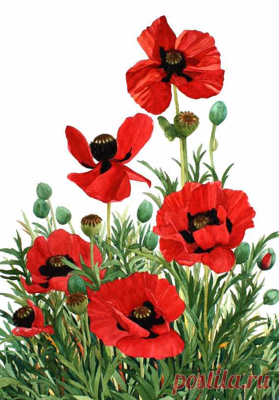 Assorted Floral Notecards, 5 x 7 Watercolor Reproductions A set of four assorted note cards of watercolor reproductions. This set features red poppies. Each comes with an envelope.