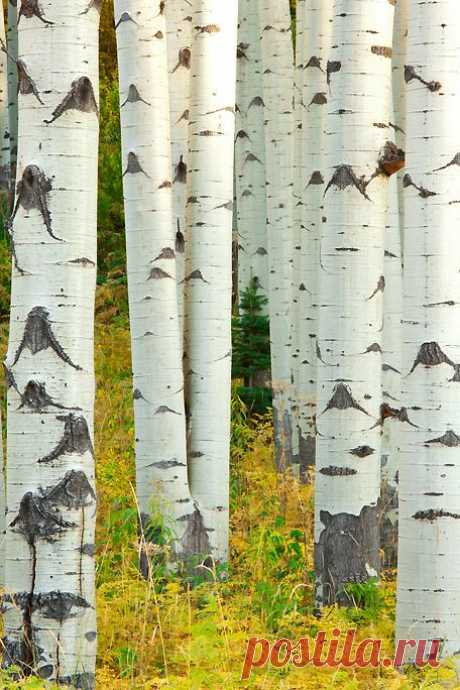 Colorado Aspen Trunks - Fall