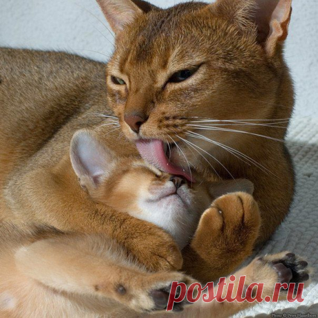 Без кота и жизнь не та ツ