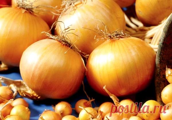 Удивительный сорт лука севка Центурион