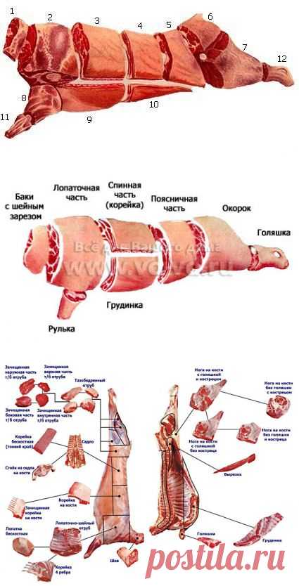 КУЛИНАРНОЕ ИСПОЛЬЗОВАНИЕ ЧАСТЕЙ ТУШИ..