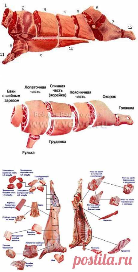 КУЛИНАРНОЕ ИСПОЛЬЗОВАНИЕ ЧАСТЕЙ ТУШИ..