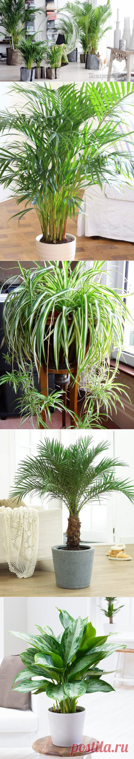 11 растений, очищающих воздух в квартире