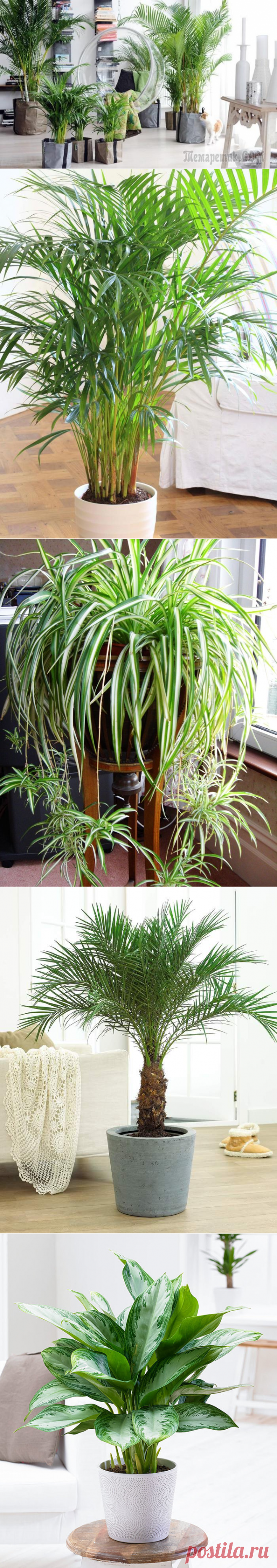 11 растений, очищающих воздух в квартире