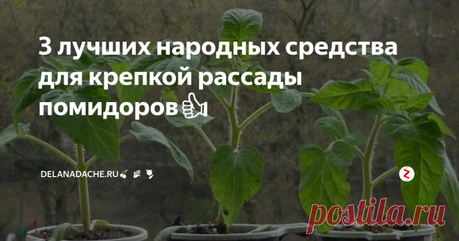 3 лучших народных средства для крепкой рассады помидоров👍 Выращивание помидорной рассады – мое хобби и небольшая прибавка к пенсии. Каждый год я успешно продаю десяток ящиков рассады, зарабатывая и на семена и на пленку. В отличие от соседей рассада у меня всегда вырастает крепкая и коренастая. Вырастить ее мне помогают старинные народные рецепты подкормок.
Подкормка картофельным отваром
Для того, чтобы рассада хорошо развивалась раз в неделю можно подка