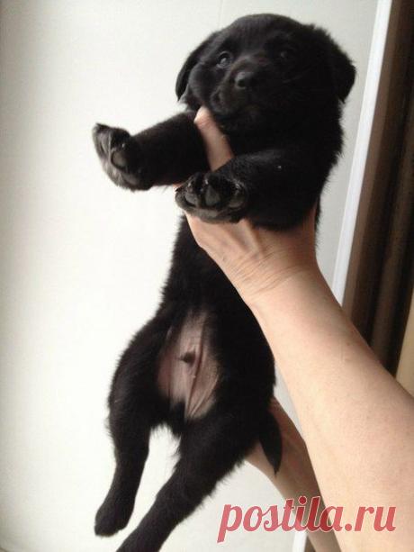 щенок | 6 фотографий | ВКонтакте