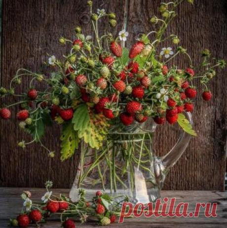 Botanicaetcetera в Instagram: «@the.real.mag.giesheph.erd  Wild strawberries by Derletzte Wolf @derletztewolf  #wild #wildstrawberries #bouquet #strawberries #fruit…» 12.8 тыс. отметок «Нравится», 134 комментариев — Botanicaetcetera (@botanicaetcetera) в Instagram: «@the.real.mag.giesheph.erd  Wild strawberries by Derletzte Wolf @derletztewolf  #wild…»