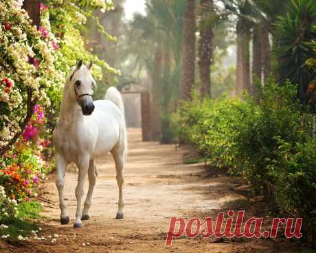 Белая лошадь - 51 фото - картинки: смотреть онлайн